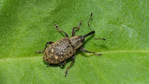 Notaris scirpi