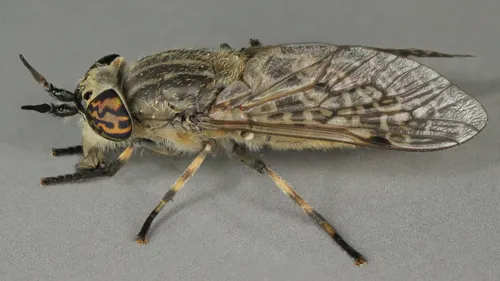 Notch-horned Cleg