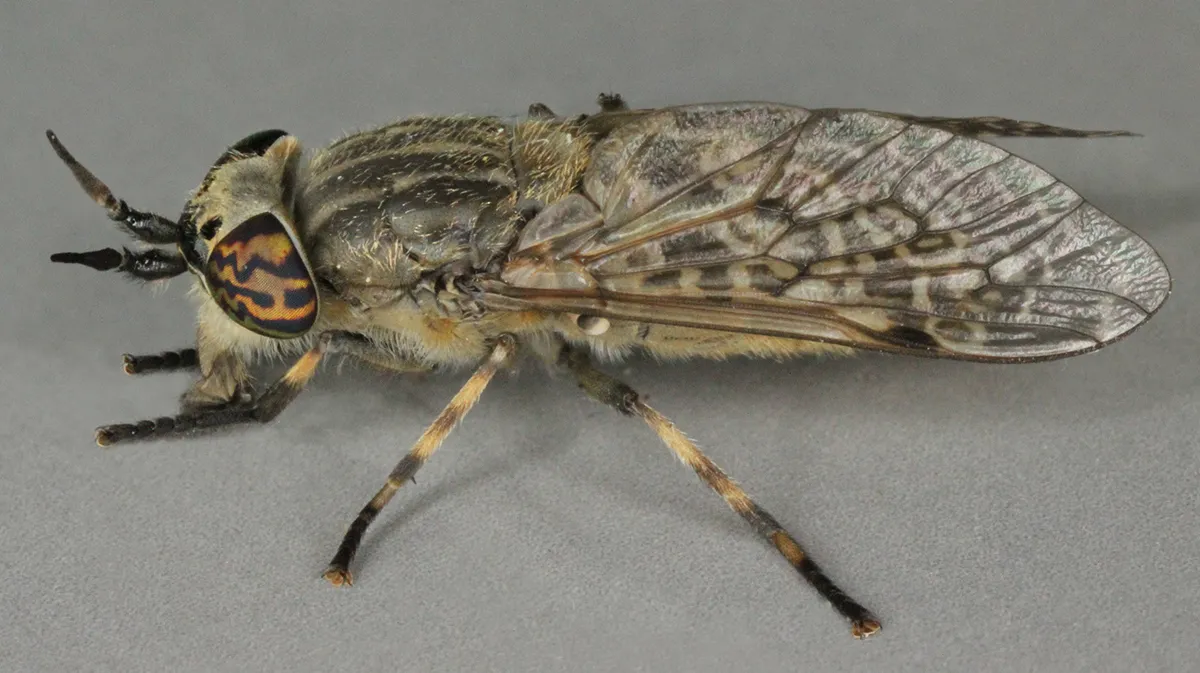 Notch-horned Cleg - photo 3