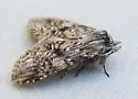 Notela jaliscana - Hodges#7960 - photo 4