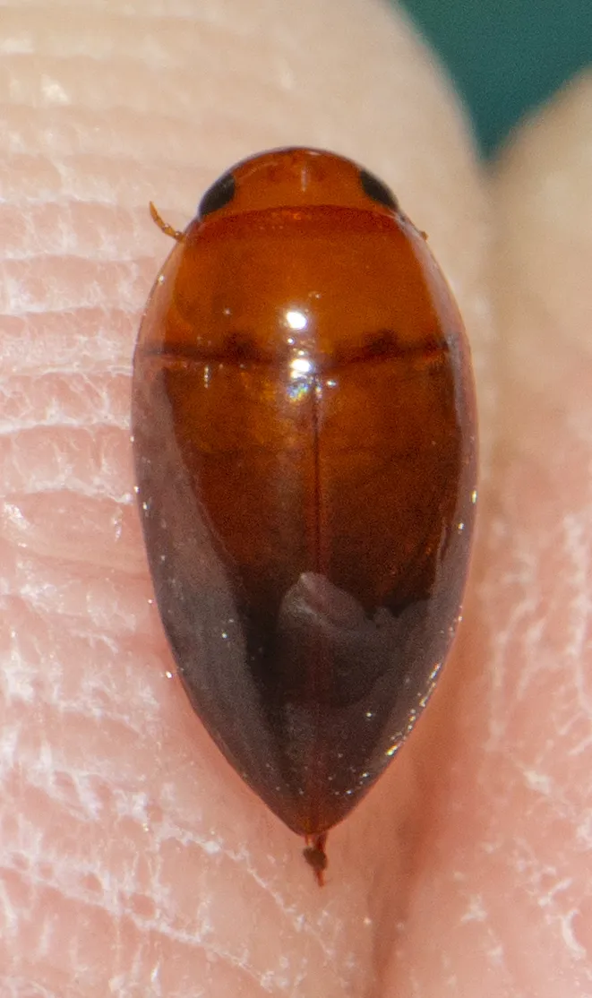 Burrowing Water Beetles - photo 3
