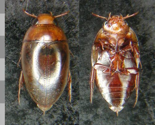 Noterus clavicornis
