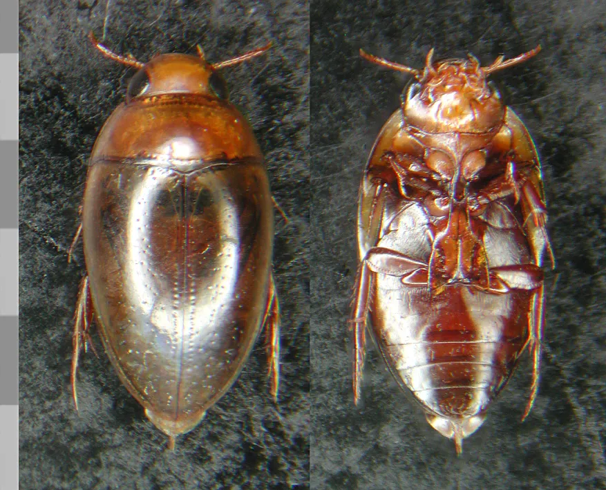 Noterus clavicornis - photo 2