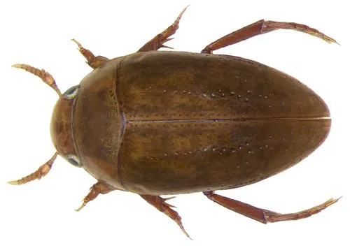 Noterus crassicornis