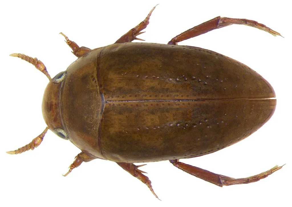 Noterus crassicornis - photo 2