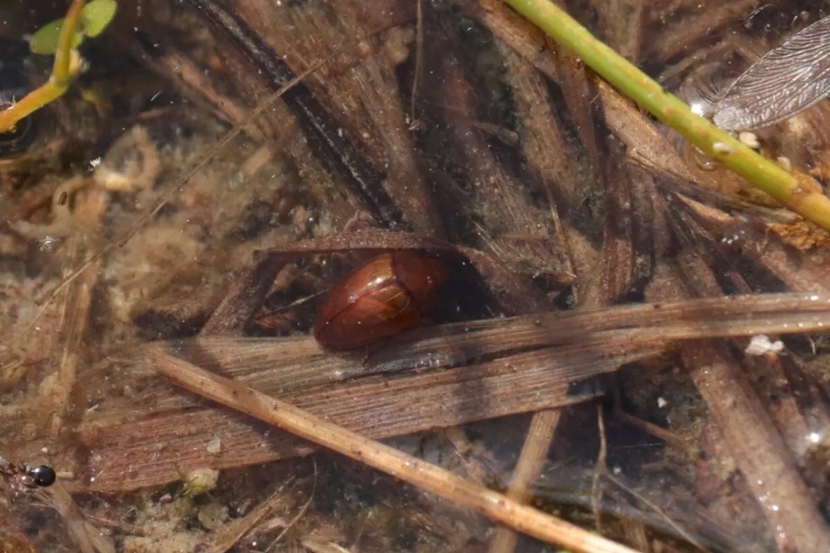 Noterus japonicus - photo 3