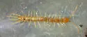Nothembius aberrans