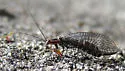 San Francisco Lacewing