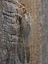 San Francisco Lacewing - photo 2
