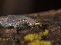 San Francisco Lacewing - photo 3