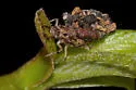 San Francisco Lacewing - photo 4