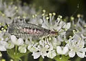 San Francisco Lacewing - photo 5