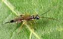 Nothocremastus mellipes