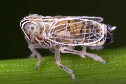 Nothodelphax albocarinata