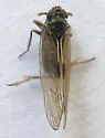 Nothodelphax consimilis