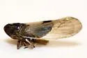 Nothodelphax consimilis - photo 4