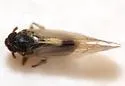 Nothodelphax consimilis - photo 5