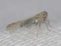 Nothodelphax foveata