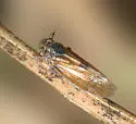 Nothodelphax lineatipes