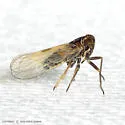 Nothodelphax lineatipes - photo 4
