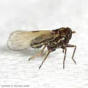 Nothodelphax lineatipes - photo 5