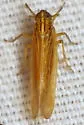 Nothodelphax slossonae - Nothodelphax slossonae