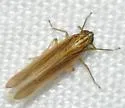 Nothodelphax slossonae - photo 2