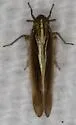 Nothodelphax slossonae - photo 4