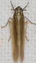 Nothodelphax slossonae - photo 5