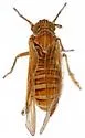 Nothodelphax venusta