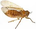 Nothodelphax venusta - photo 2