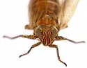 Nothodelphax venusta - photo 4