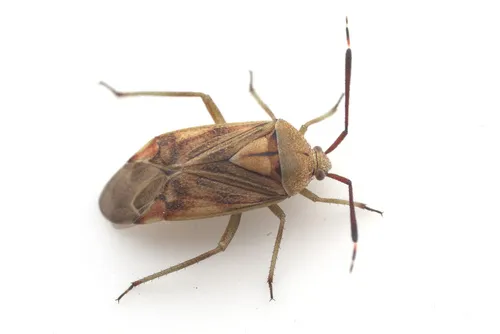 Notholopisca californica - Notholopisca californica