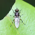 Nothomyia calopus - photo 2