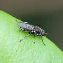 Nothomyia calopus - photo 3