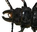 Nothopleurus serratus