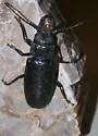 Nothopleurus serratus - photo 2