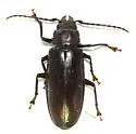 Nothopleurus serratus - photo 4