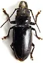 Nothopleurus serratus - photo 5