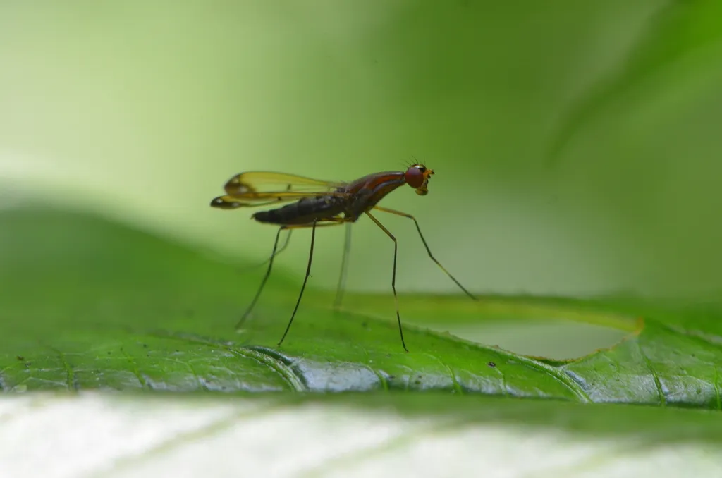 Nothybidae - photo 2