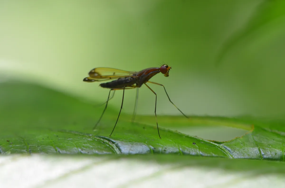 Nothybidae - photo 3