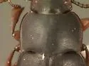 Notibius puberulus - Notibius puberulus
