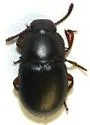 Notibius puberulus - photo 2