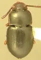 Notibius puberulus - photo 3
