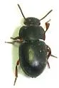 Notibius puberulus - photo 4