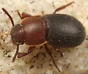 Notibius puncticollis
