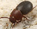 Notibius puncticollis - photo 2
