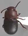 Notibius puncticollis - photo 4