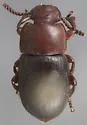 Notibius puncticollis - photo 5