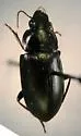 Notiobia brevicollis